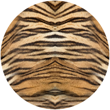 FELINE FINE