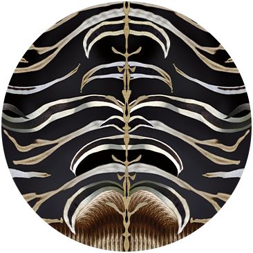 ZEBRA CROSSING
